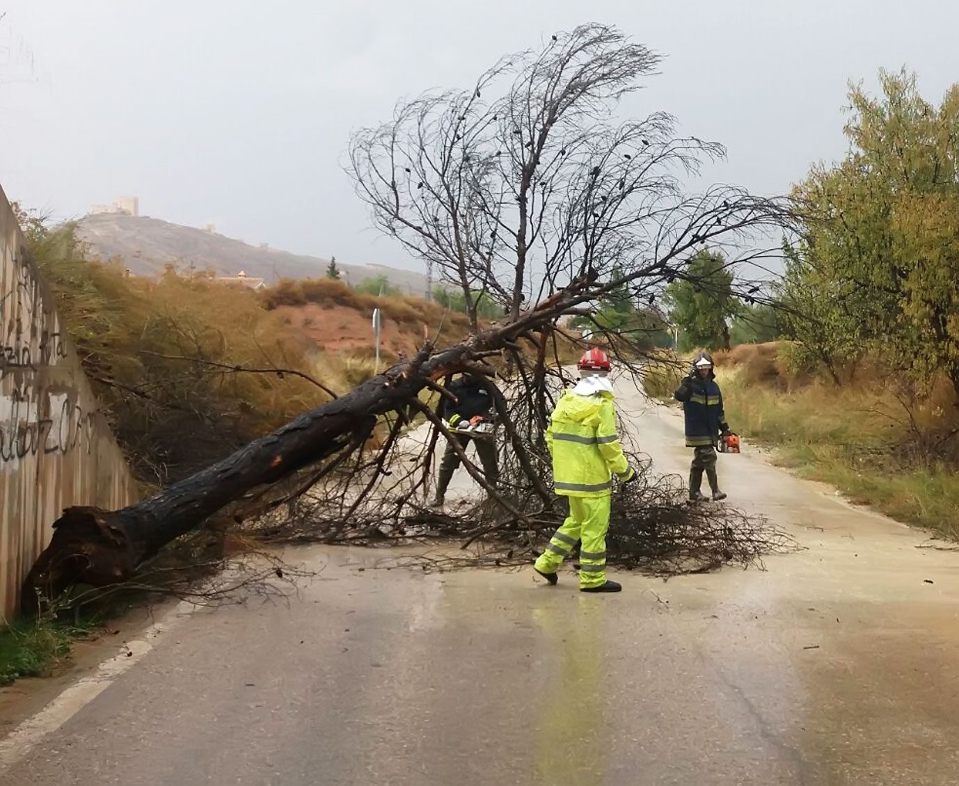Cae un árbol en plena tormenta y corta un camino en Jumilla