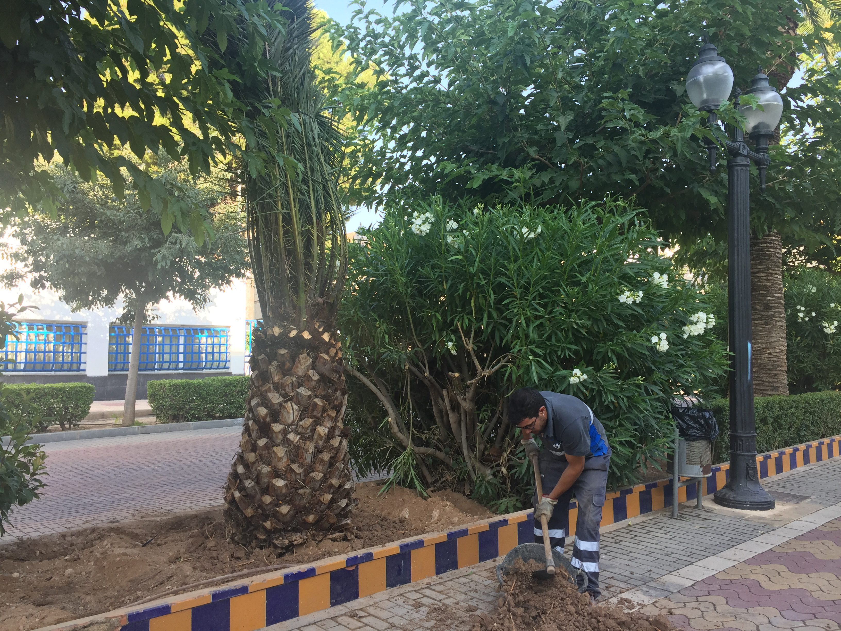 El ayuntamiento repone las siete palmeras que fueron arrancadas