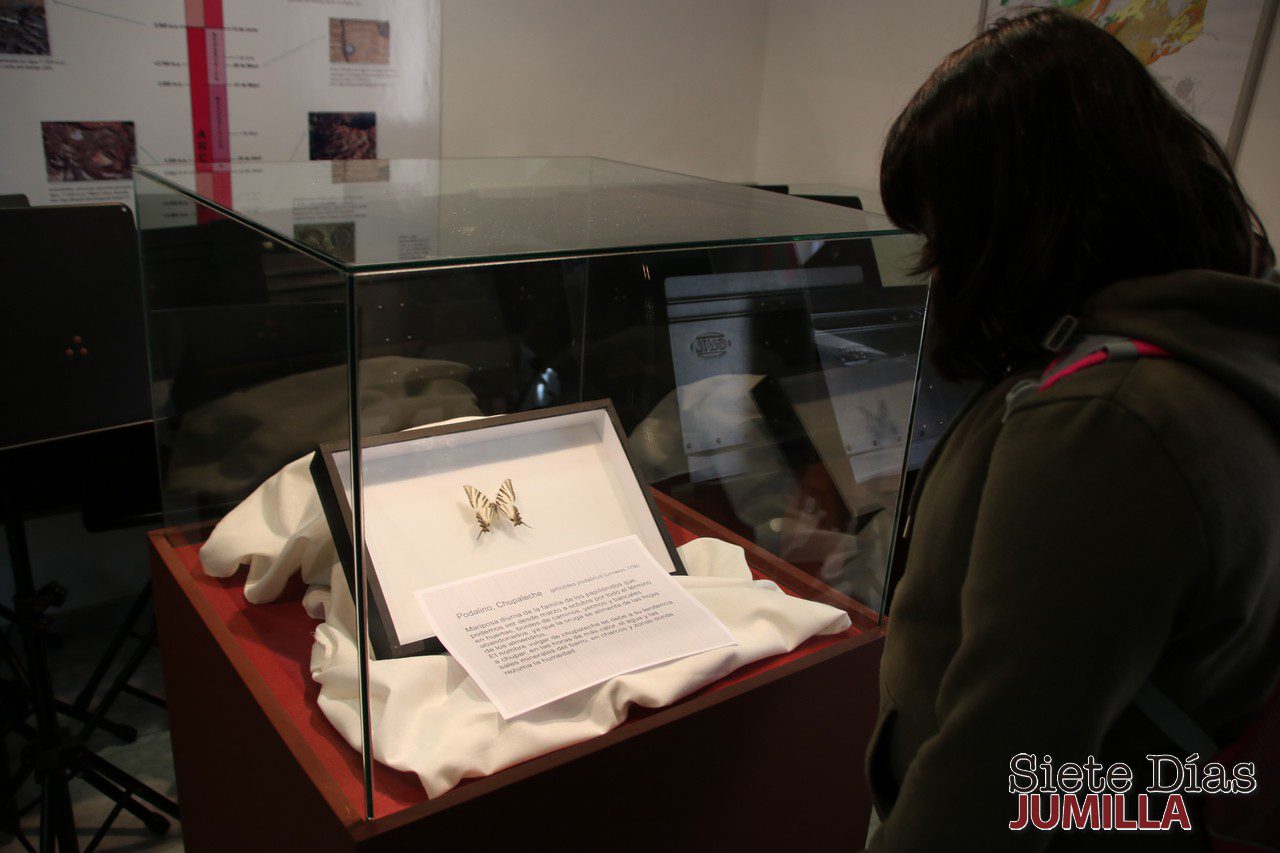 La mariposa chupaleche y la ollita medieval son las piezas destacadas de los Museos