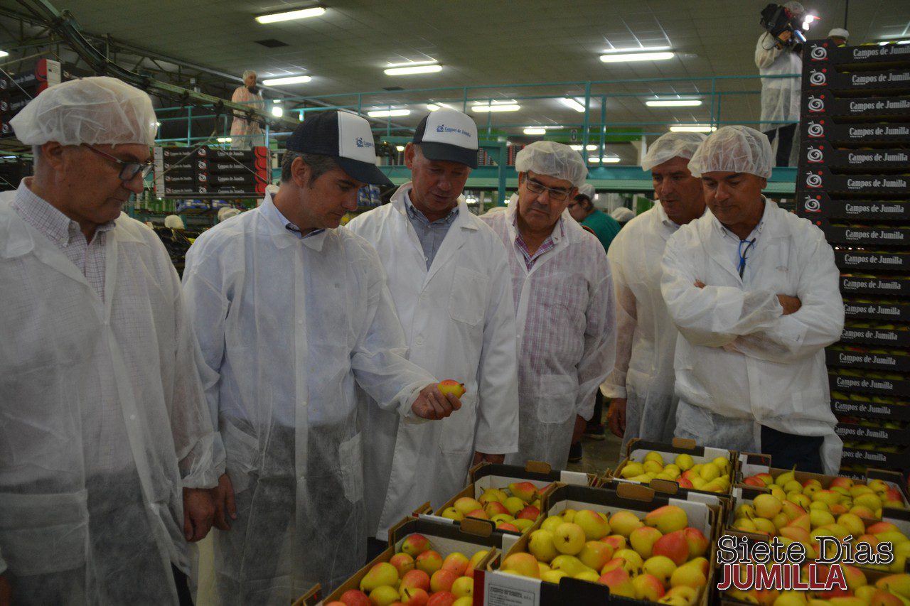 Jumilla vende un millón de kilos de pera Ercolini con el sello de la denominación de origen