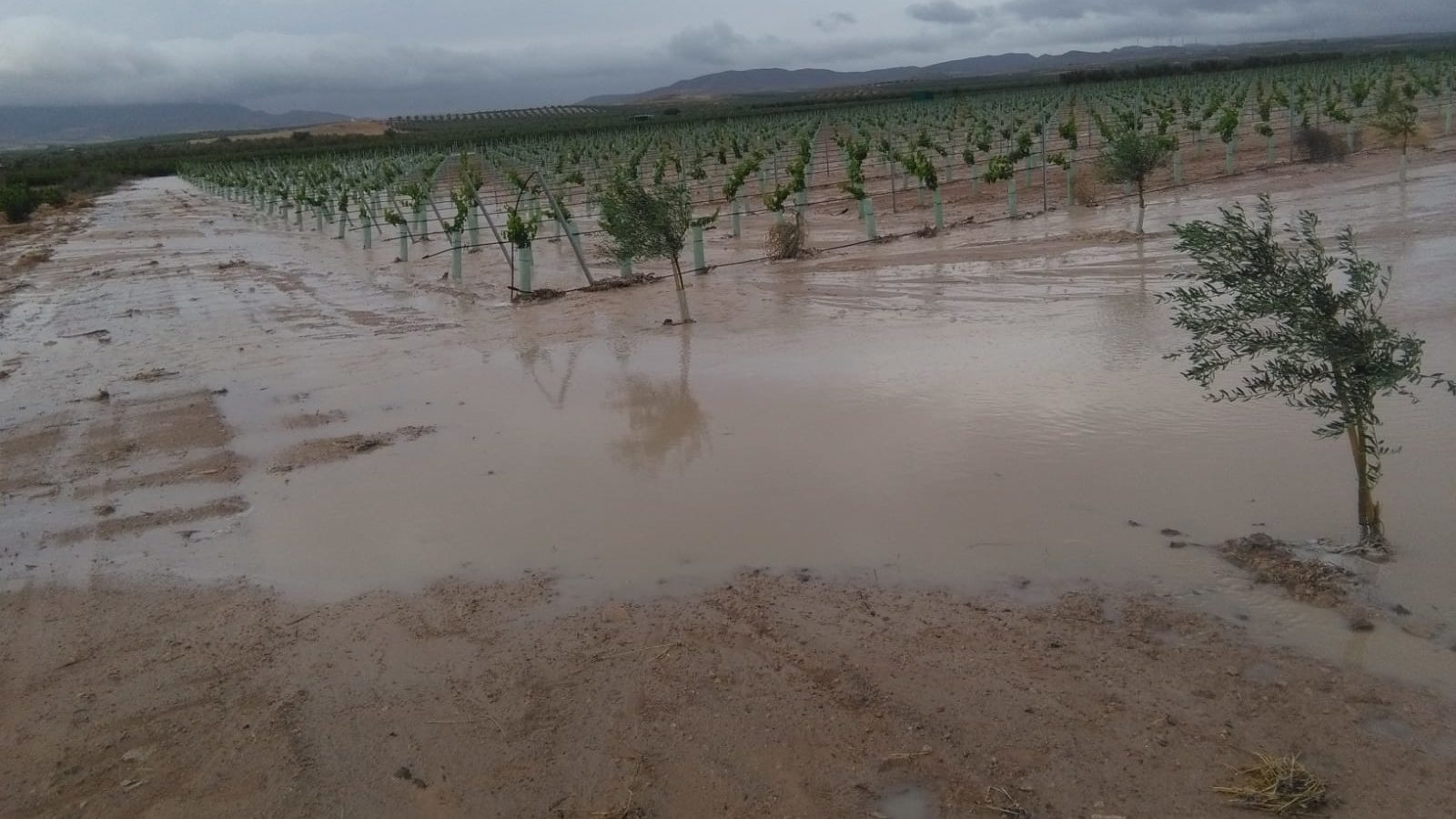 Los agricultores reciben las últimas lluvias como “agua bendita”
