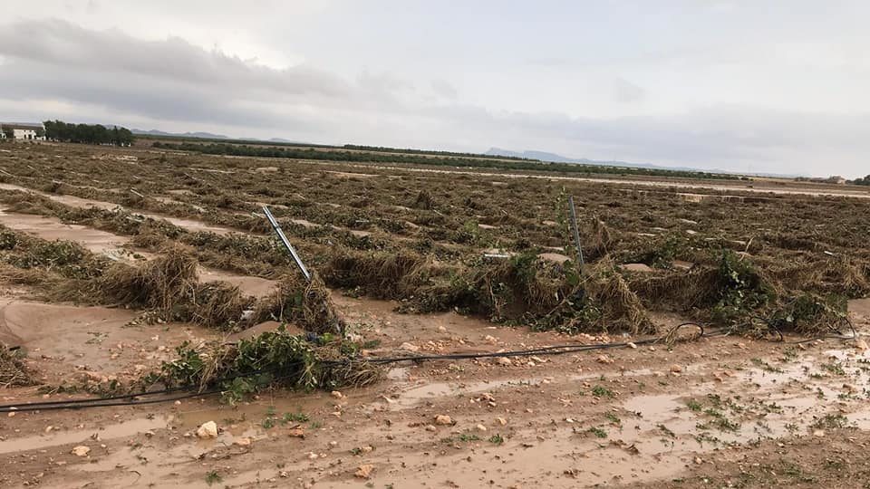 El Consejo de Gobierno pedirá al Estado la declaración de zona catastrófica para la Región de Murcia