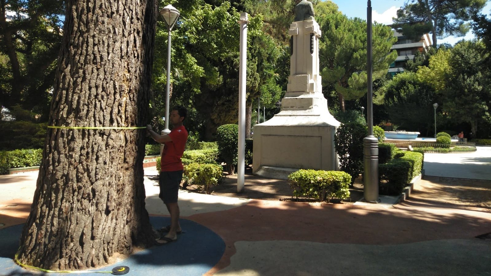 Stipa está trabajando en un catálogo de árboles singulares del casco urbano de la ciudad